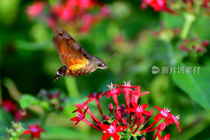 Pentas lanceolata和蜂鸟鹰蛾